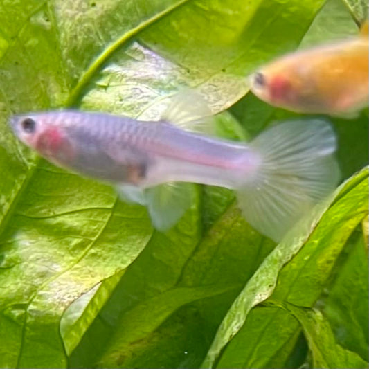the-fish-farm Guppy Bumble Bee Guppy - Female 3-4cm Buy Bumble Bee Guppy Female direct from The Fish Farm