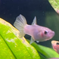 the-fish-farm Guppy Bumble Bee Guppy - Female 3-4cm Buy Bumble Bee Guppy Female direct from The Fish Farm