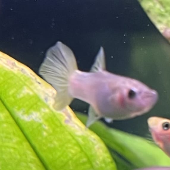 the-fish-farm Guppy Bumble Bee Guppy - Female 3-4cm Buy Bumble Bee Guppy Female direct from The Fish Farm
