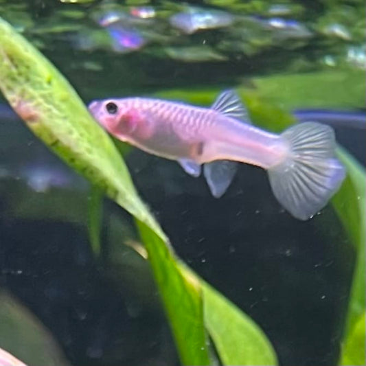 the-fish-farm Guppy Bumble Bee Guppy - Female 3-4cm Buy Bumble Bee Guppy Female direct from The Fish Farm