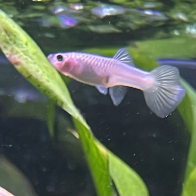 the-fish-farm Guppy Bumble Bee Guppy - Female 3-4cm Buy Bumble Bee Guppy Female direct from The Fish Farm