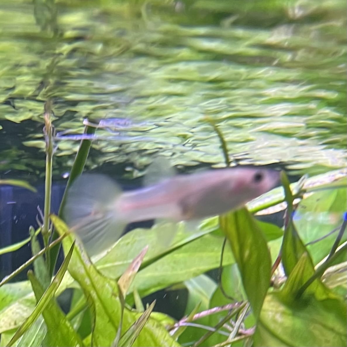 the-fish-farm Guppy Bumble Bee Guppy - Female 3-4cm Buy Bumble Bee Guppy Female direct from The Fish Farm