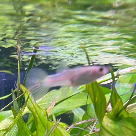 the-fish-farm Guppy Bumble Bee Guppy - Female 3-4cm Buy Bumble Bee Guppy Female direct from The Fish Farm