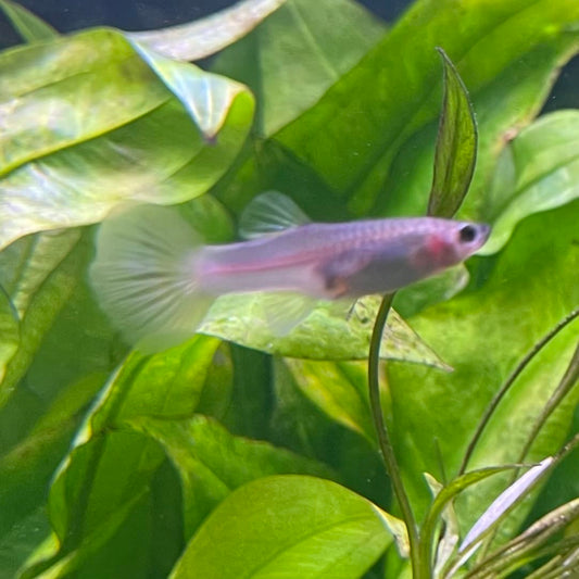 the-fish-farm Guppy Bumble Bee Guppy - Female 3-4cm Buy Bumble Bee Guppy Female direct from The Fish Farm