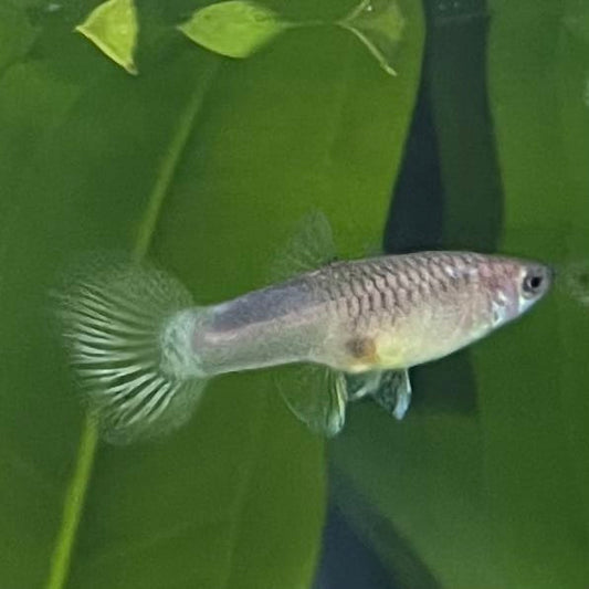 the-fish-farm Guppy Bumble Bee Guppy - Female 3-4cm Buy Bumble Bee Guppy Female direct from The Fish Farm