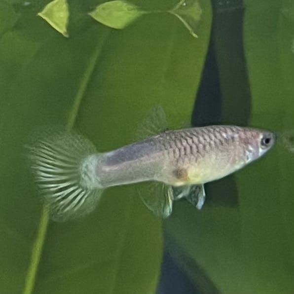 the-fish-farm Guppy Bumble Bee Guppy - Female 3-4cm Buy Bumble Bee Guppy Female direct from The Fish Farm