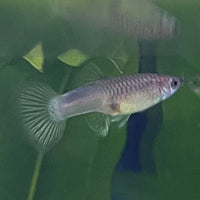 the-fish-farm Guppy Bumble Bee Guppy - Female 3-4cm Buy Bumble Bee Guppy Female direct from The Fish Farm