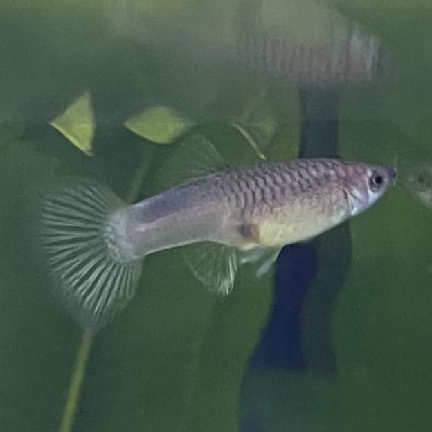the-fish-farm Guppy Bumble Bee Guppy - Female 3-4cm Buy Bumble Bee Guppy Female direct from The Fish Farm