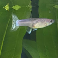 the-fish-farm Guppy Bumble Bee Guppy - Female 3-4cm Buy Bumble Bee Guppy Female direct from The Fish Farm