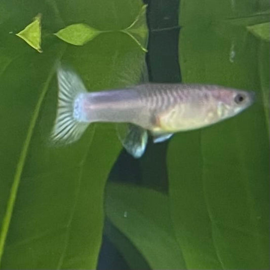the-fish-farm Guppy Bumble Bee Guppy - Female 3-4cm Buy Bumble Bee Guppy Female direct from The Fish Farm