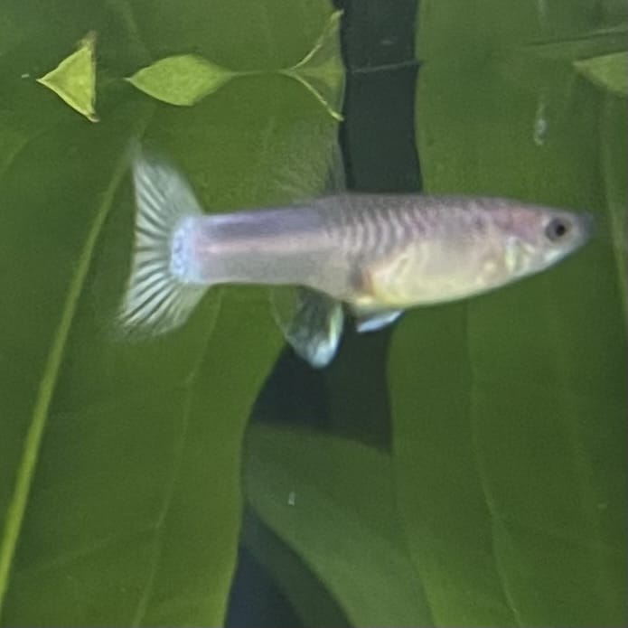 the-fish-farm Guppy Bumble Bee Guppy - Female 3-4cm Buy Bumble Bee Guppy Female direct from The Fish Farm