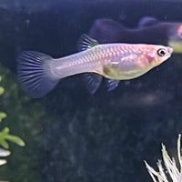 the-fish-farm Guppy Calico Lyretail Guppy - Female 3-4cm Buy Calico Lyretail Guppy - Females from The Fish Farm Australia