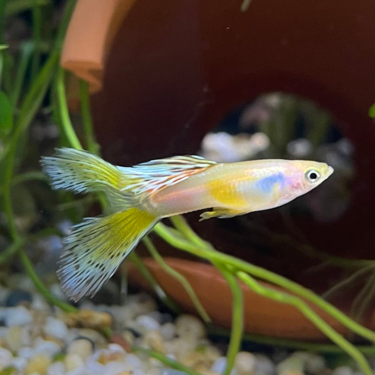 the-fish-farm Guppy Calico Lyretail Guppy - Male 3-4cm Buy Calico Lyretail Guppy - Male from The Fish Farm Australia