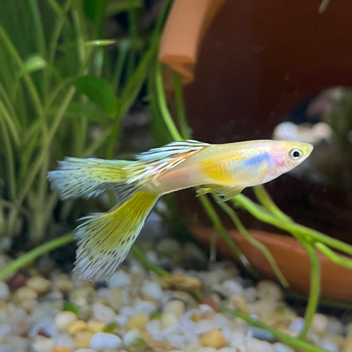 the-fish-farm Guppy Calico Lyretail Guppy - Male 3-4cm Buy Calico Lyretail Guppy - Male from The Fish Farm Australia