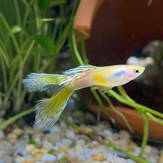 the-fish-farm Guppy Calico Lyretail Guppy - Male 3-4cm Buy Calico Lyretail Guppy - Male from The Fish Farm Australia