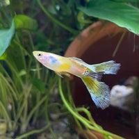 the-fish-farm Guppy Calico Lyretail Guppy - Male 3-4cm Buy Calico Lyretail Guppy - Male from The Fish Farm Australia
