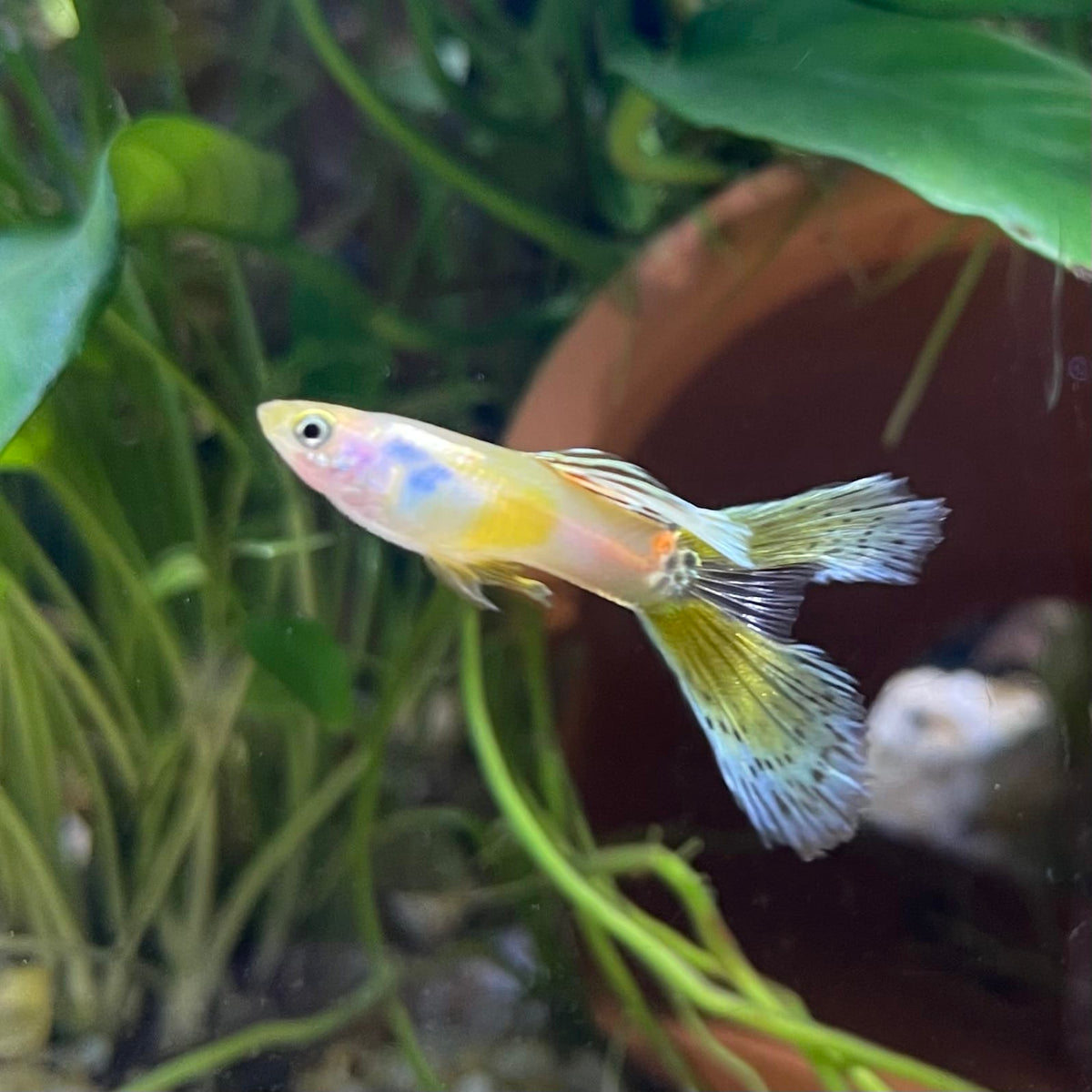 the-fish-farm Guppy Calico Lyretail Guppy - Male 3-4cm Buy Calico Lyretail Guppy - Male from The Fish Farm Australia