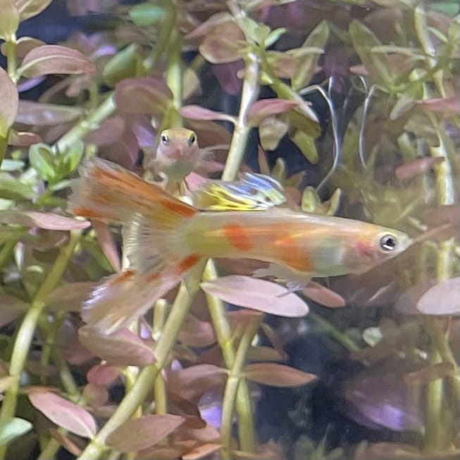 the-fish-farm Guppy Calico Lyretail Guppy - Male 3-4cm Buy Calico Lyretail Guppy - Male from The Fish Farm Australia
