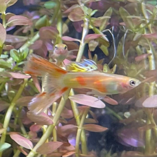 the-fish-farm Guppy Calico Lyretail Guppy - Male 3-4cm Buy Calico Lyretail Guppy - Male from The Fish Farm Australia