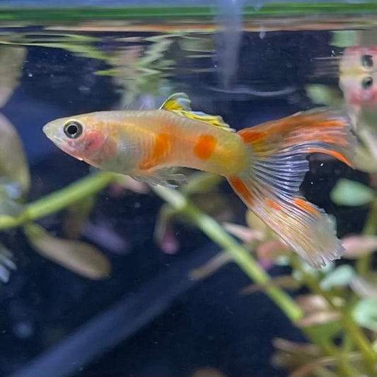 the-fish-farm Guppy Calico Lyretail Guppy - Male 3-4cm Buy Calico Lyretail Guppy - Male from The Fish Farm Australia