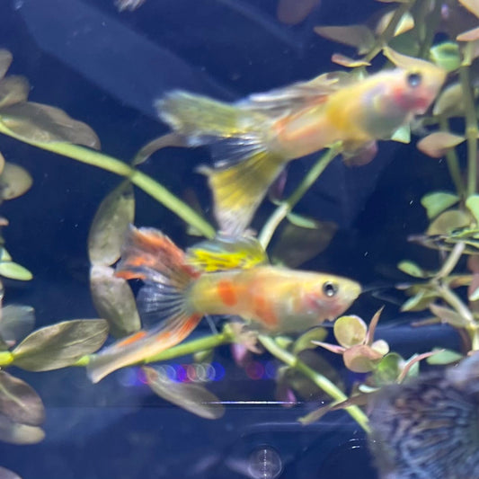the-fish-farm Guppy Calico Lyretail Guppy - Male 3-4cm Buy Calico Lyretail Guppy - Male from The Fish Farm Australia