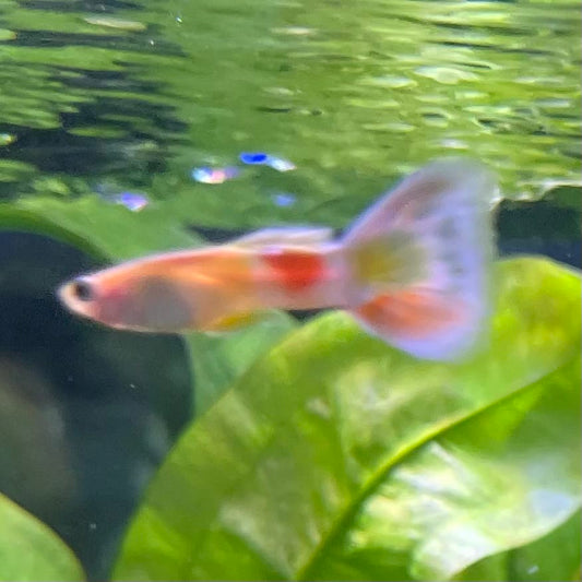 the-fish-farm Guppy Citrus Yellow Guppy - Male 3-4cm Buy Aquarium Fish and Male Citrus Yellow Guppies The Fish Farm Australia