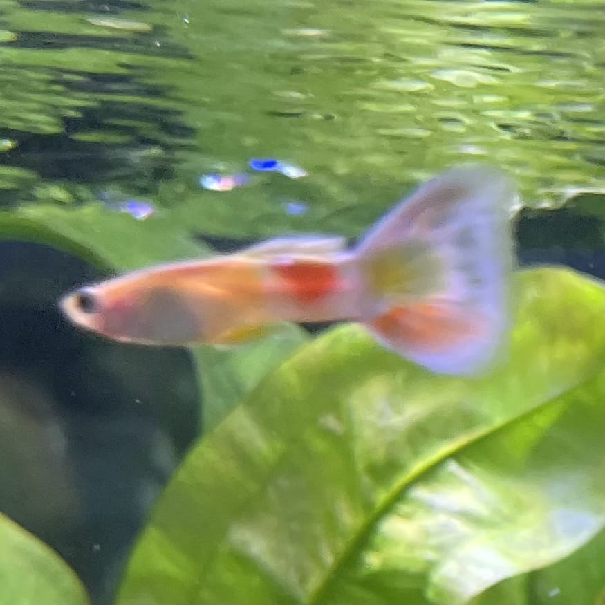 the-fish-farm Guppy Citrus Yellow Guppy - Male 3-4cm Buy Aquarium Fish and Male Citrus Yellow Guppies The Fish Farm Australia