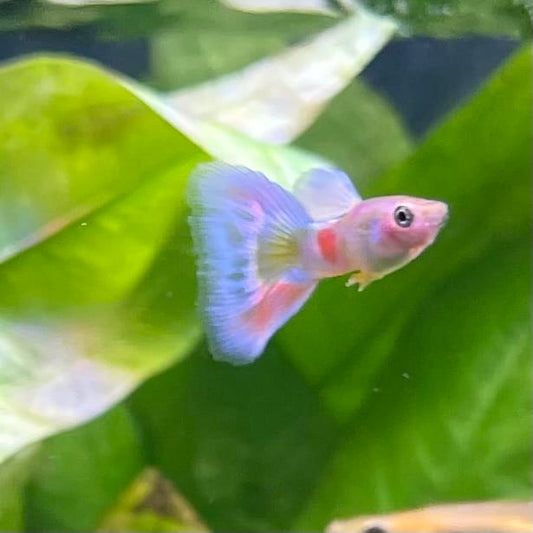the-fish-farm Guppy Citrus Yellow Guppy - Male 3-4cm Buy Aquarium Fish and Male Citrus Yellow Guppies The Fish Farm Australia