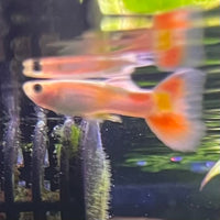 the-fish-farm Guppy Citrus Yellow Guppy - Male 3-4cm Buy Aquarium Fish and Male Citrus Yellow Guppies The Fish Farm Australia