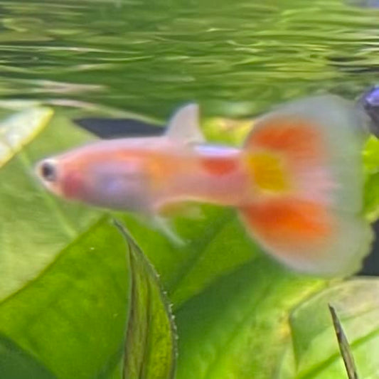 the-fish-farm Guppy Citrus Yellow Guppy - Male 3-4cm Buy Aquarium Fish and Male Citrus Yellow Guppies The Fish Farm Australia