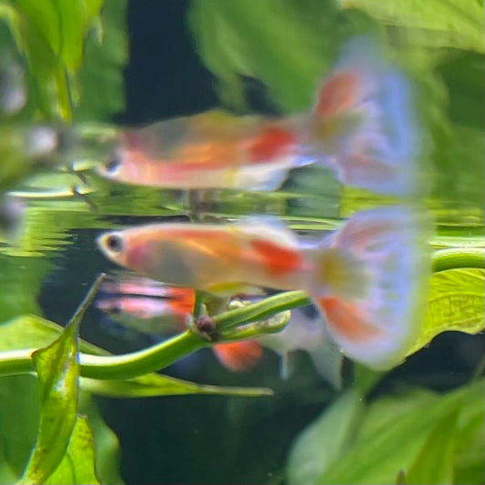the-fish-farm Guppy Citrus Yellow Guppy - Male 3-4cm Buy Aquarium Fish and Male Citrus Yellow Guppies The Fish Farm Australia