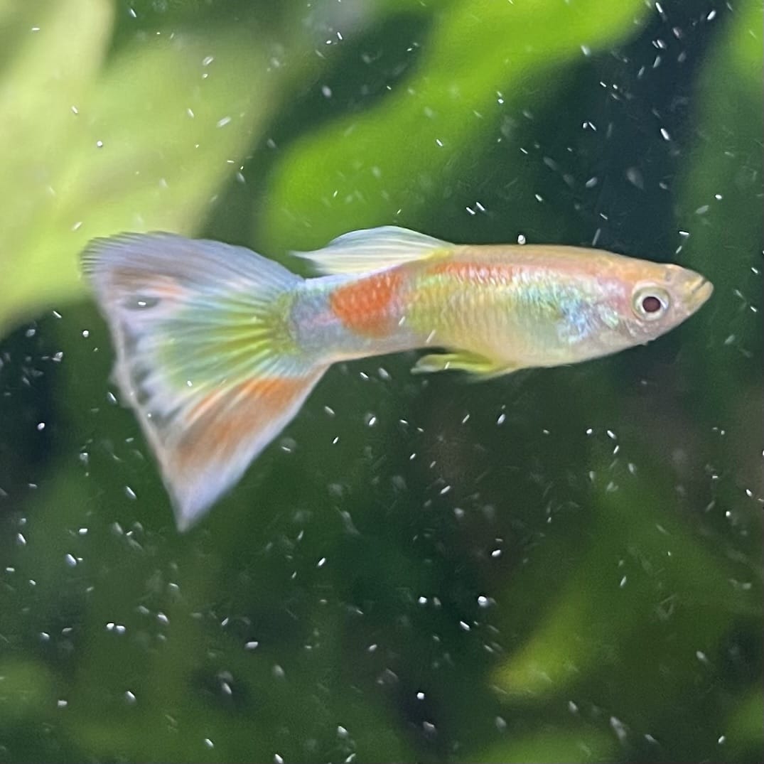 the-fish-farm Guppy Citrus Yellow Guppy - Male 3-4cm Buy Aquarium Fish and Male Citrus Yellow Guppies The Fish Farm Australia