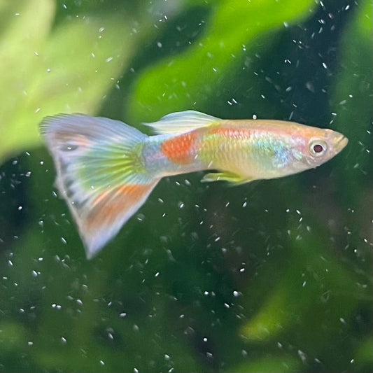 the-fish-farm Guppy Citrus Yellow Guppy - Male 3-4cm Buy Aquarium Fish and Male Citrus Yellow Guppies The Fish Farm Australia