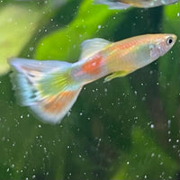 the-fish-farm Guppy Citrus Yellow Guppy - Male 3-4cm Buy Aquarium Fish and Male Citrus Yellow Guppies The Fish Farm Australia