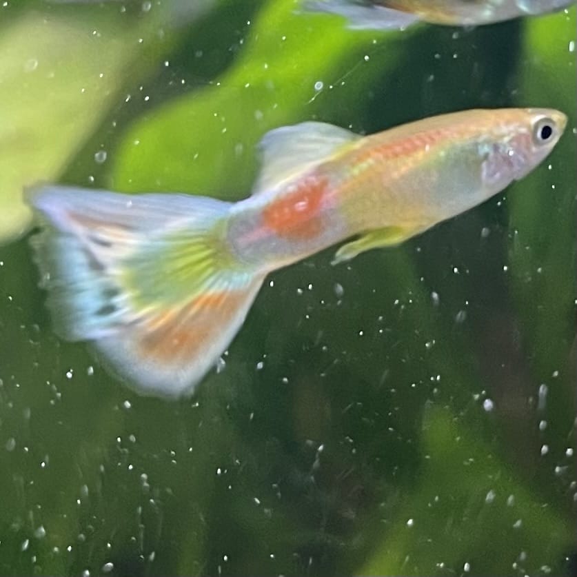 the-fish-farm Guppy Citrus Yellow Guppy - Male 3-4cm Buy Aquarium Fish and Male Citrus Yellow Guppies The Fish Farm Australia