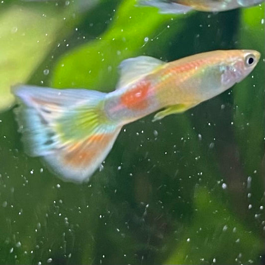 the-fish-farm Guppy Citrus Yellow Guppy - Male 3-4cm Buy Aquarium Fish and Male Citrus Yellow Guppies The Fish Farm Australia