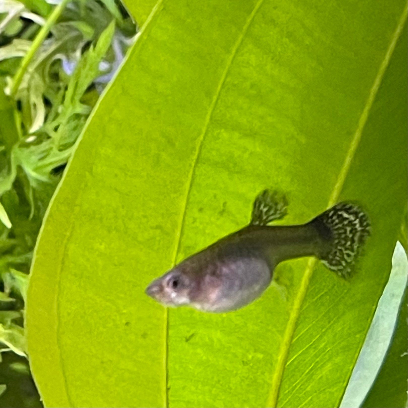 the-fish-farm Guppy Cobra Guppy - Female Assorted Colour 3-4cm Choose Female Assorted Cobra Guppy from The Fish Farm Australia