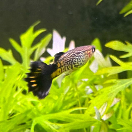 the-fish-farm Guppy Cobra Guppy - Male Blue 3cm Male Blue Cobra 3cm  - The Fish Farm