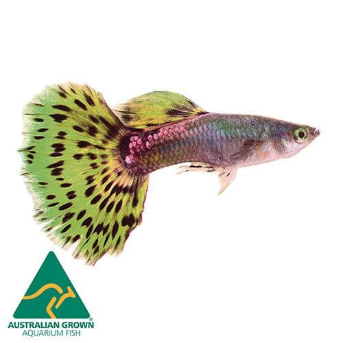 the-fish-farm Guppy Cobra Guppy - Male Green  3cm Male Green Cobra Guppy 3cm- The Fish Farm