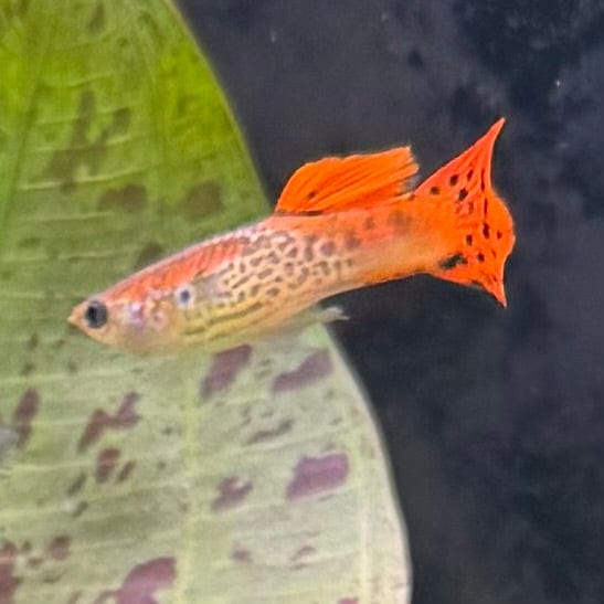 the-fish-farm Guppy Cobra Guppy - Male Red 3cm Male Red Cobra Guppy 3cm - The Fish Farm