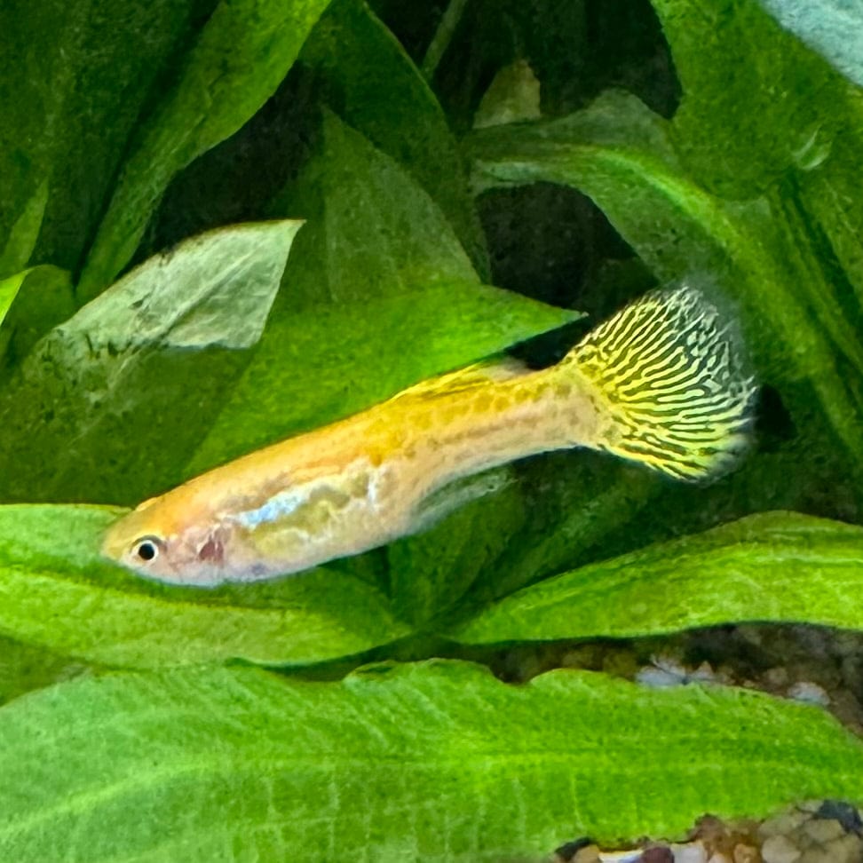 the-fish-farm Guppy Cobra Guppy - Male Yellow 3cm Male Yellow Cobra Guppy 3cm - The Fish Farm