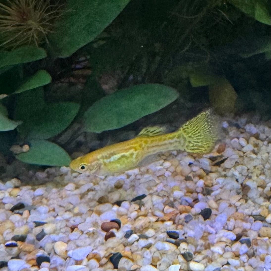 the-fish-farm Guppy Cobra Guppy - Male Yellow 3cm Male Yellow Cobra Guppy 3cm - The Fish Farm