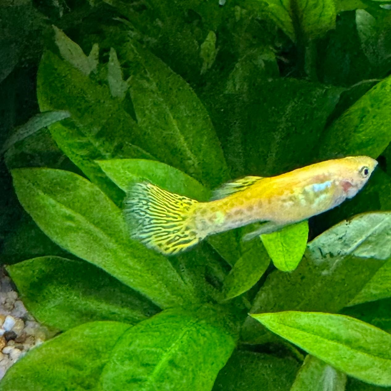 the-fish-farm Guppy Cobra Guppy - Male Yellow 3cm Male Yellow Cobra Guppy 3cm - The Fish Farm