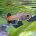 the-fish-farm Guppy Coral Tail Guppy - Female 3-4cm Buy aquarium fish and female Coral Tail Guppies from The Fish Farm