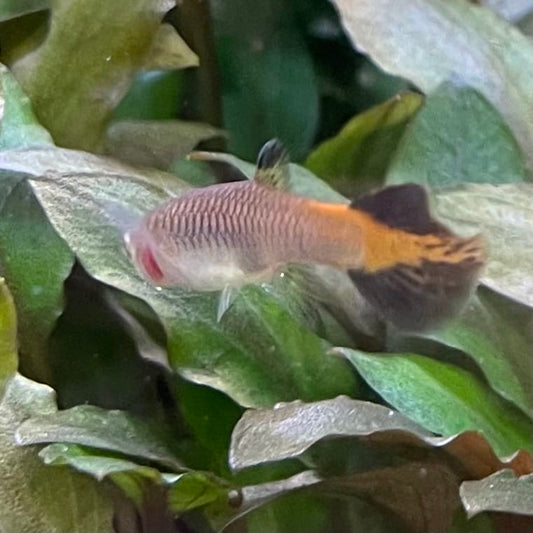 the-fish-farm Guppy Coral Tail Guppy - Female 3-4cm Buy aquarium fish and female Coral Tail Guppies from The Fish Farm