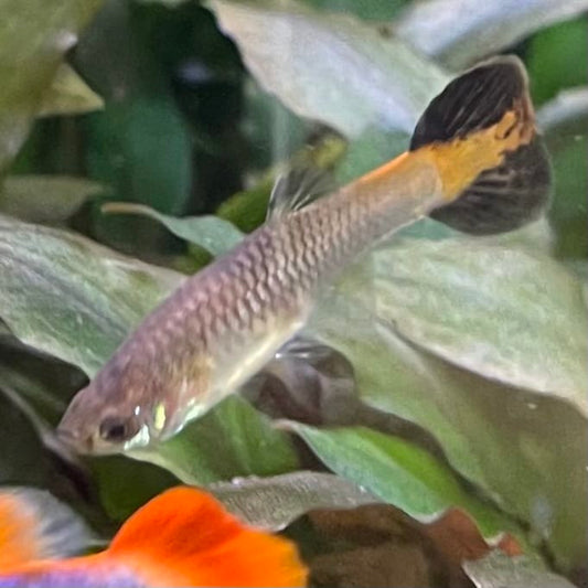 the-fish-farm Guppy Coral Tail Guppy - Female 3-4cm Buy aquarium fish and female Coral Tail Guppies from The Fish Farm