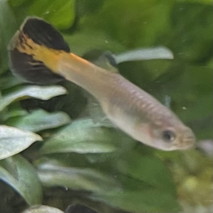 the-fish-farm Guppy Coral Tail Guppy - Female 3-4cm Buy aquarium fish and female Coral Tail Guppies from The Fish Farm