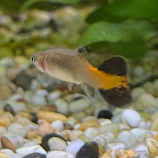 the-fish-farm Guppy Coral Tail Guppy - Female 3-4cm Buy aquarium fish and female Coral Tail Guppies from The Fish Farm