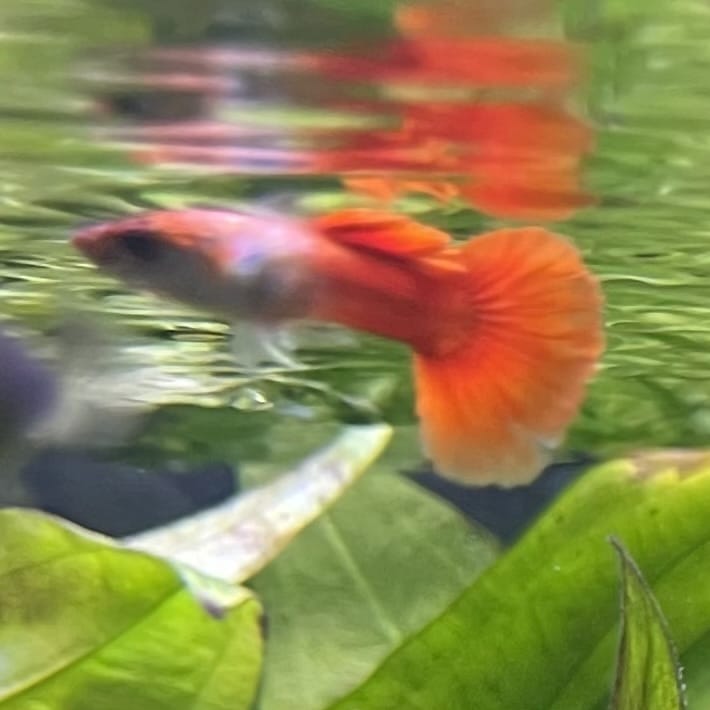 the-fish-farm Guppy Crimson Groom Guppy - Male 3-4cm Buy Crimson Groom Guppy - Male from The Fish Farm Australia