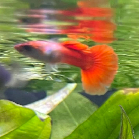 the-fish-farm Guppy Crimson Groom Guppy - Male 3-4cm Buy Crimson Groom Guppy - Male from The Fish Farm Australia